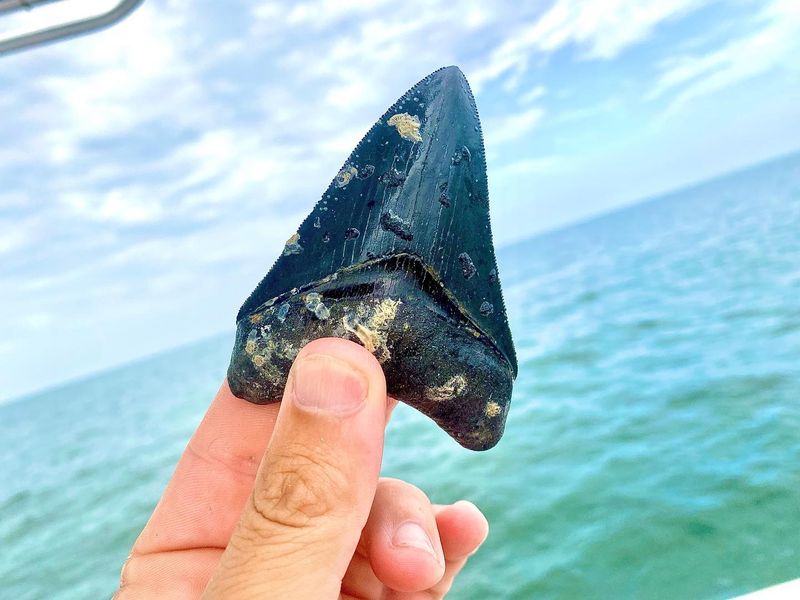 Beaches Where You Can Find Prehistoric Shark Teeth
