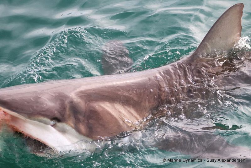 Gansbaai, South Africa: Great White Shark Central