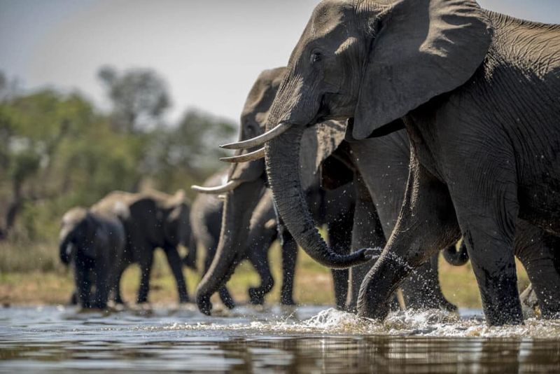 Kruger National Park, South Africa