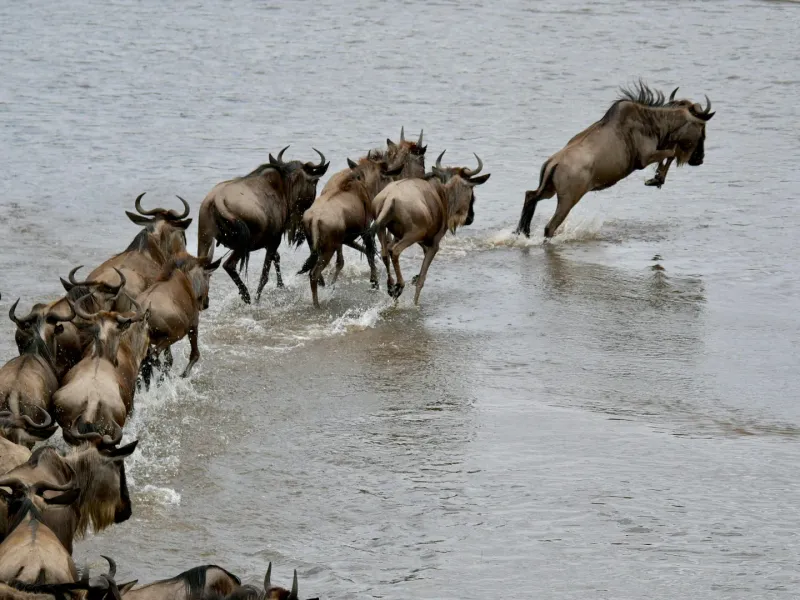 Tanzania's Serengeti Migration