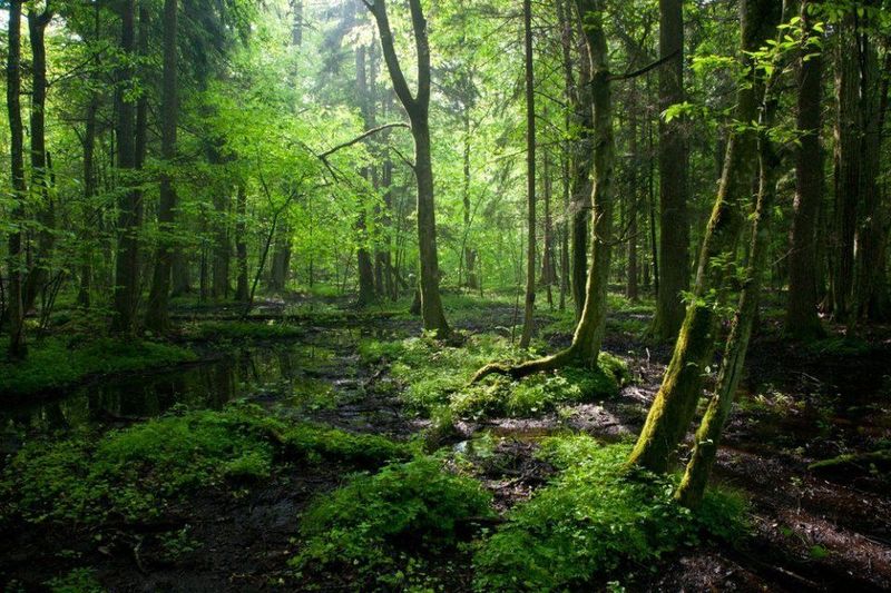 Bialowieza Forest, Poland/Belarus