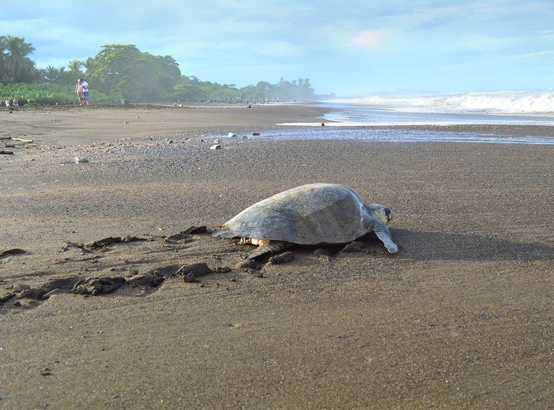 Sea Turtle Rescue in Costa Rica