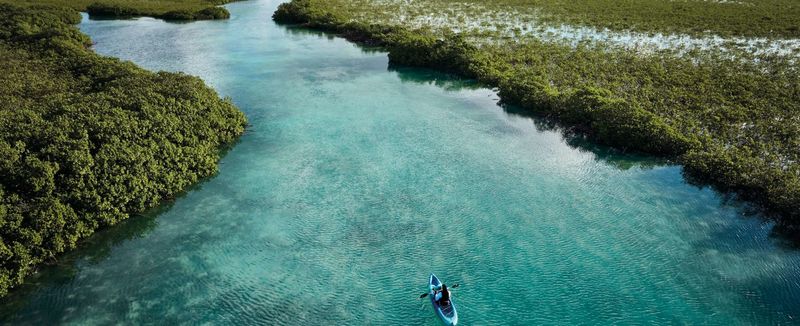 Kayak in Mangroves