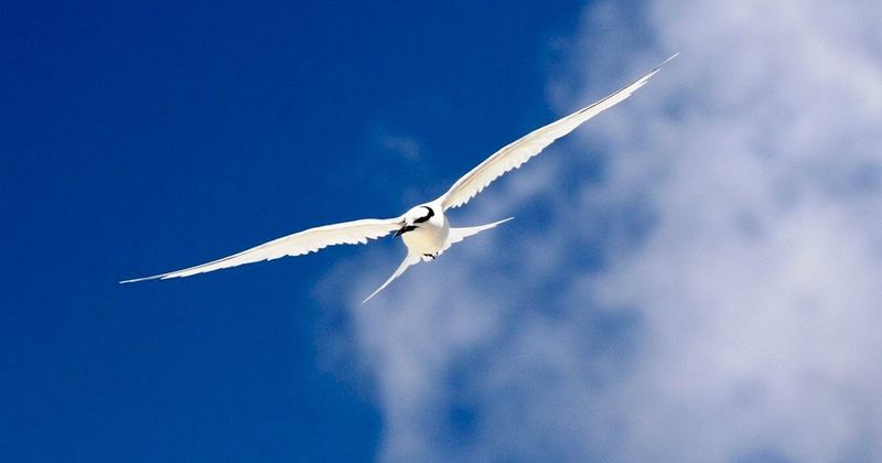 Spot rare seabirds