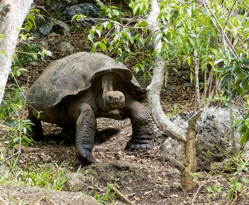 Sailing the Galápagos