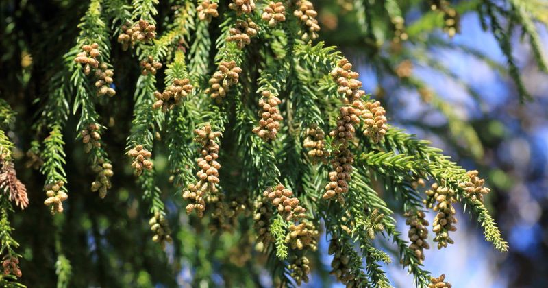 Seasonal Allergies Due To High Pollen Levels