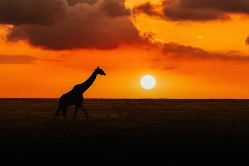 Safari Adventure in Tanzania's Serengeti