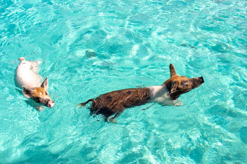 Swimming with Pigs in the Bahamas