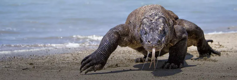Walk Among Dragons on Komodo Island, Indonesia