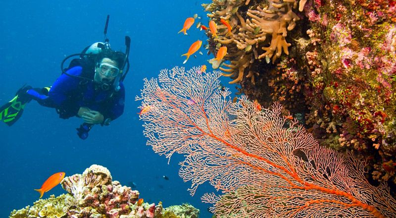 Diving the Great Barrier Reef