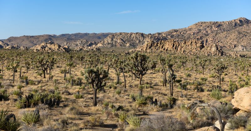 Joshua Tree National Park – California