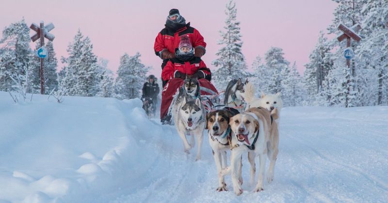 Dog Sledding in Lapland