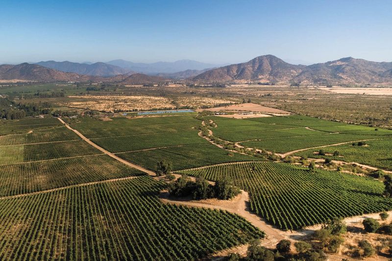Colchagua Valley Vines