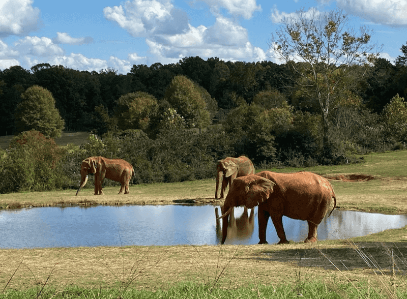 North Carolina Zoo – Asheboro, North Carolina