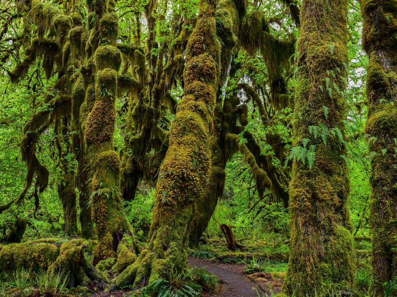 Seattle Seahawks – Olympic Peninsula, WA