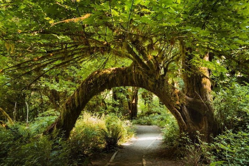 Olympic National Park, Washington: Solitude Among Ancient Trees