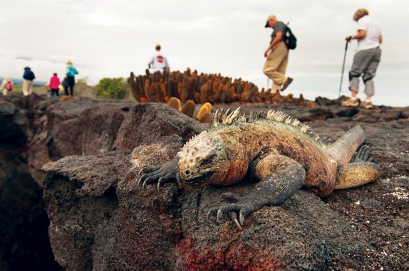 Galápagos Islands' Delicate Balance