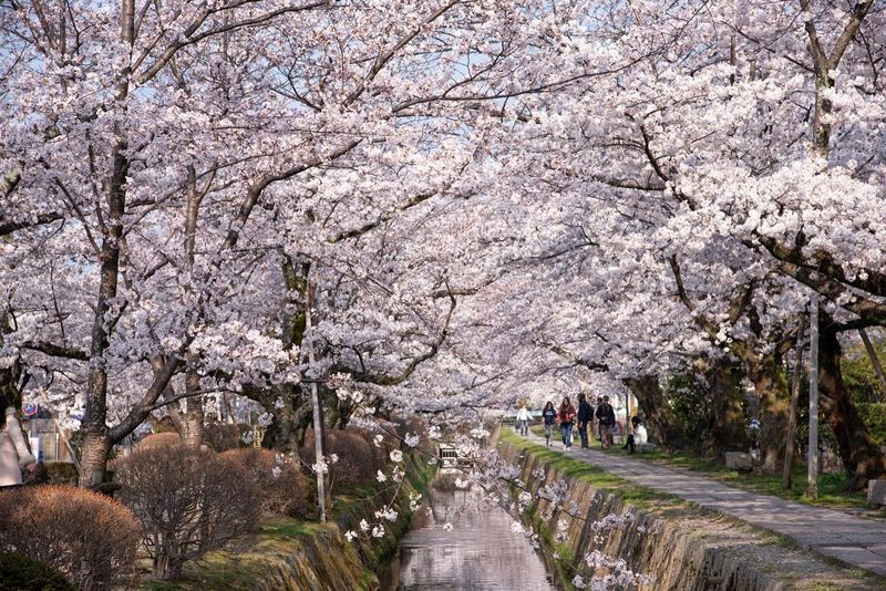Japan's Cherry Blossom Season in Kyoto