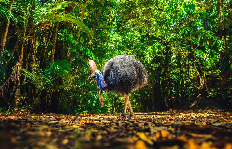 Discover Ancient Rainforest Life in Daintree, Australia