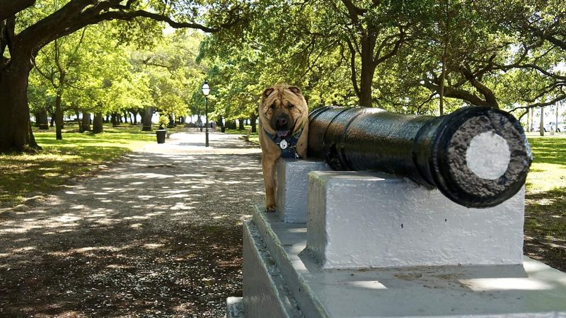 Charleston, SC – Waterfront dog parks