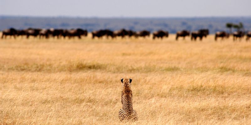 Safari in the Serengeti