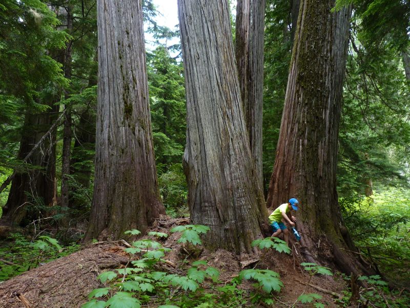 Marble Creek – Old Growth Forest Retreat