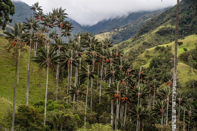 Valle de Cocora Hike (Hidden Gem)