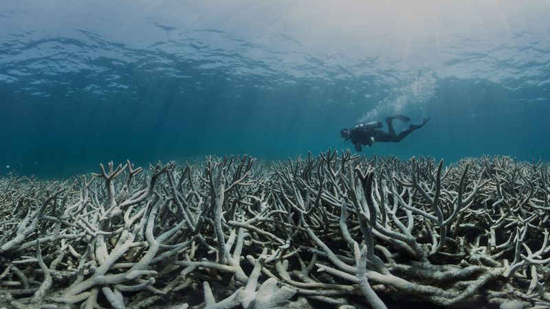 Great Barrier Reef's Coral Crisis