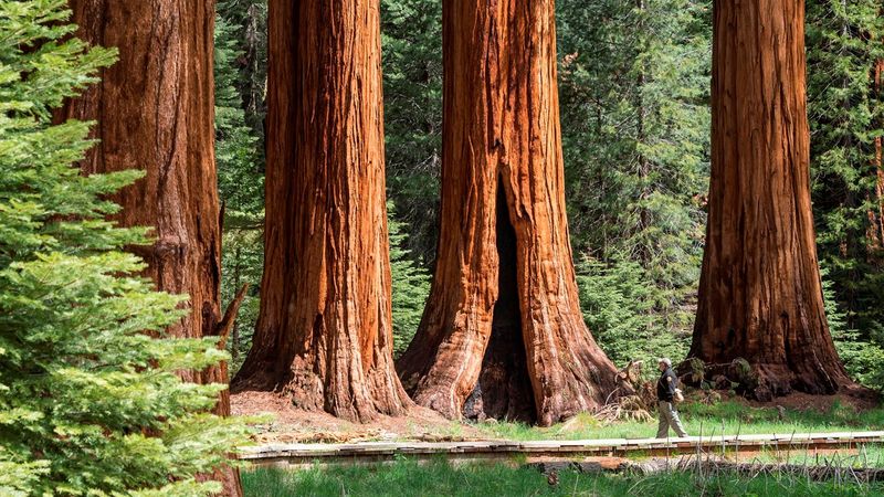 Sequoia National Park – California