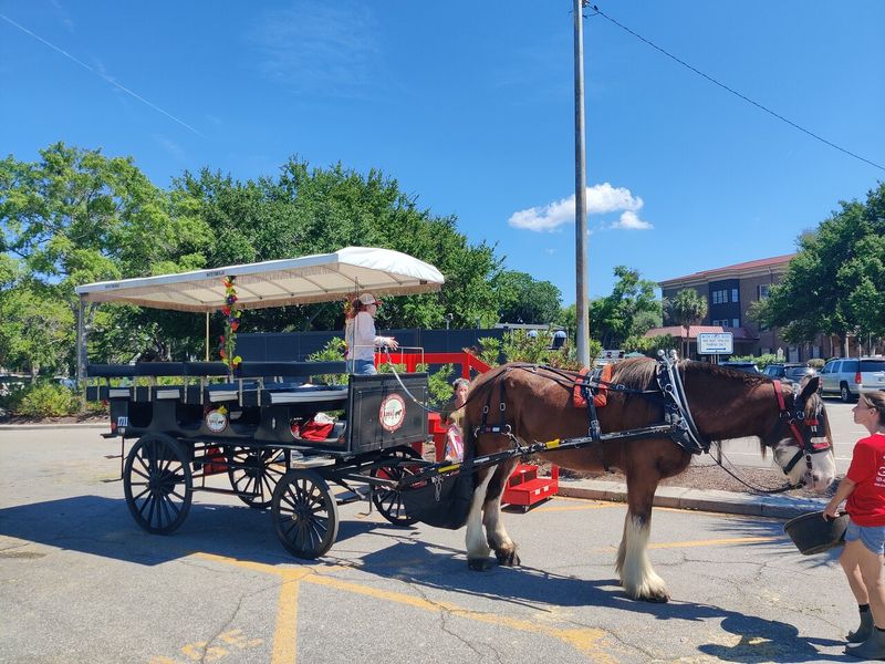 Taking The Classic Horse-Drawn Carriage Tour