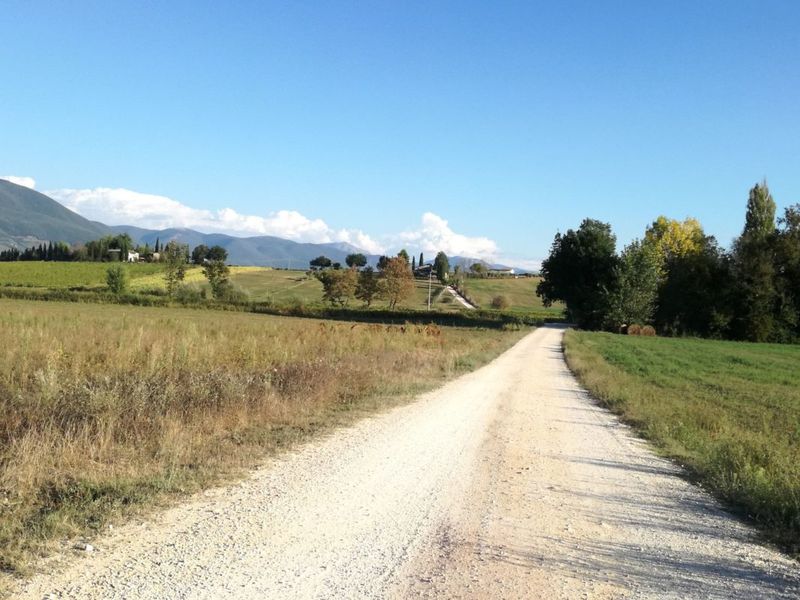 Umbria's Olive Oil Road