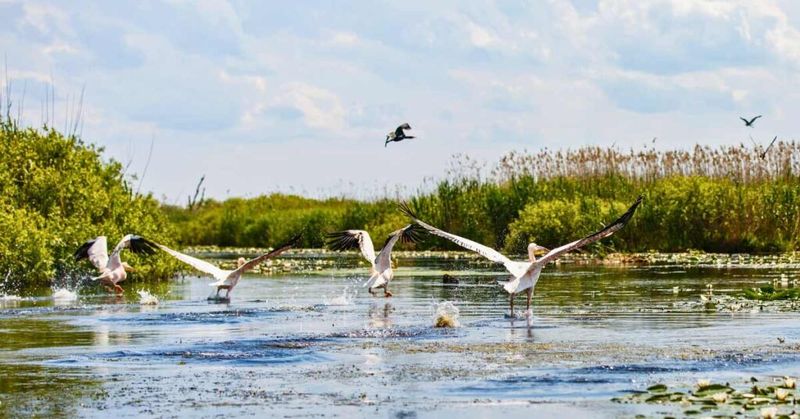 Danube Delta: Europe's Wildlife Paradise