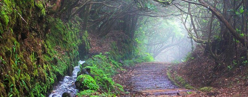 Madeira's Levada Trails