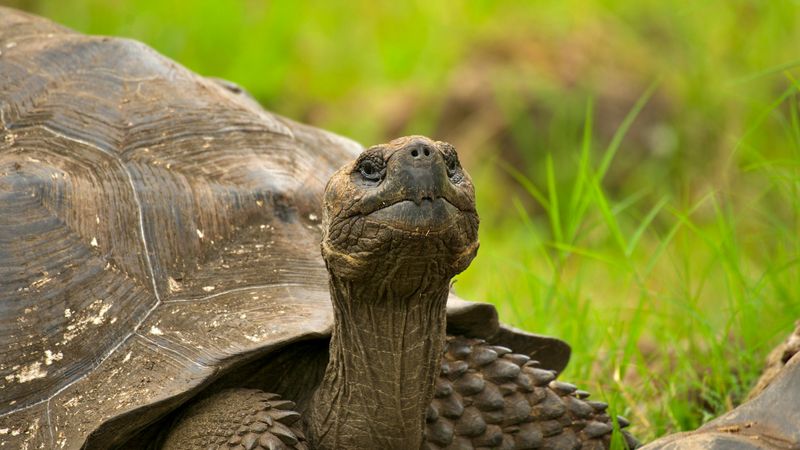 Worth It: Watching Wildlife in the Galapagos