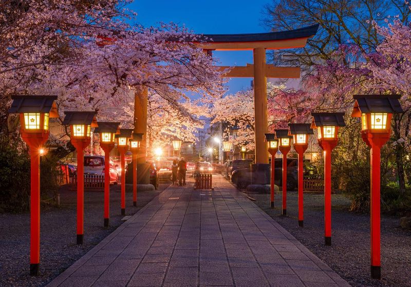 Worth It: Cherry Blossom Season in Kyoto