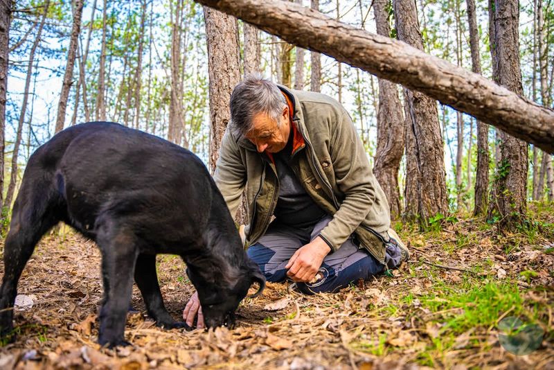Truffle Treasure Hunting
