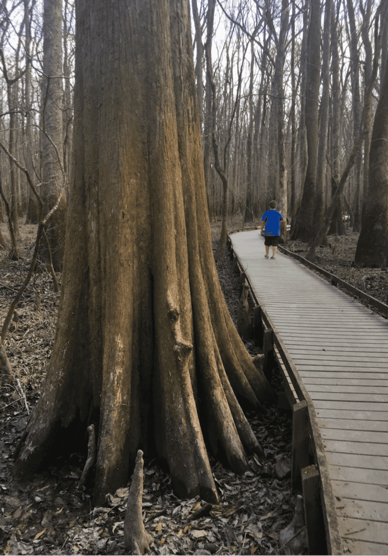 Congaree National Park, South Carolina