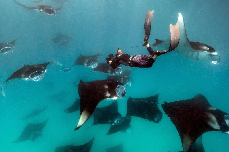 Swimming with Manta Rays in the Maldives