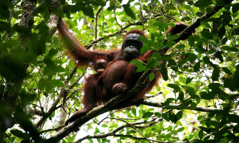 Borneo Wildlife Corridors
