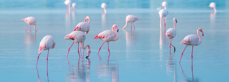 Float with flamingos