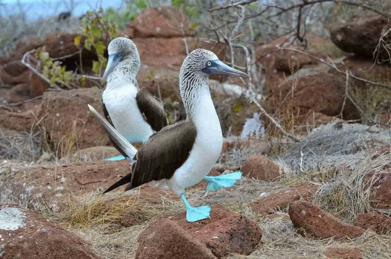 Sailing through the Galápagos Islands