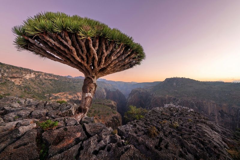 Socotra, Yemen