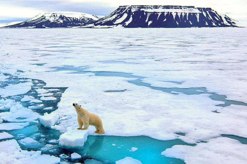 Search for Polar Wildlife in Svalbard, Norway
