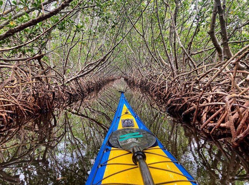 Kayaking Through Everglades Mangroves