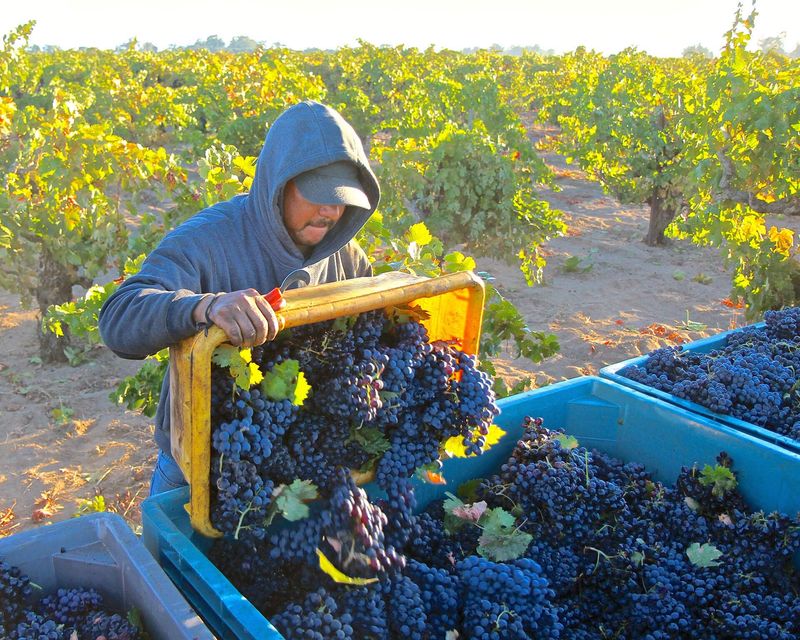 Diverse Varietals