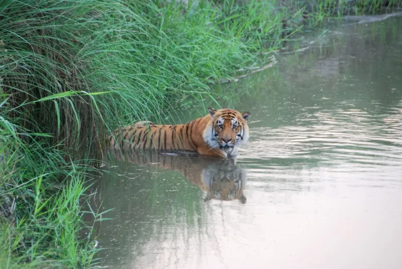 Bardia National Park, Nepal