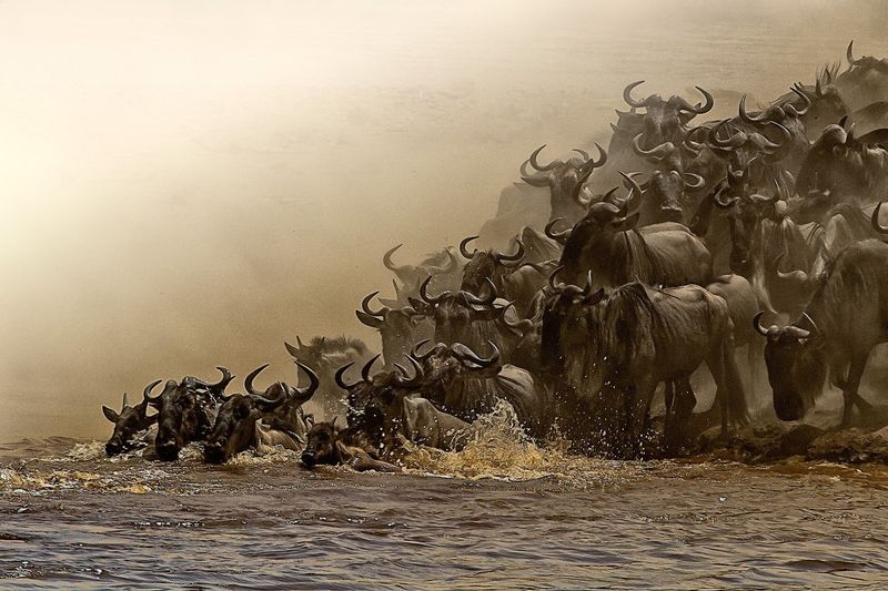 Witnessing the Great Migration in Tanzania