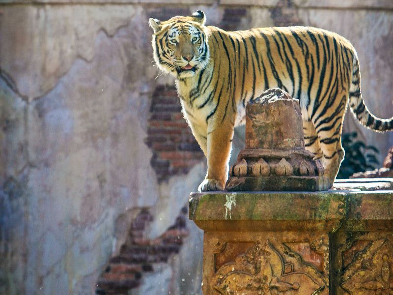 Maharajah Jungle Trek