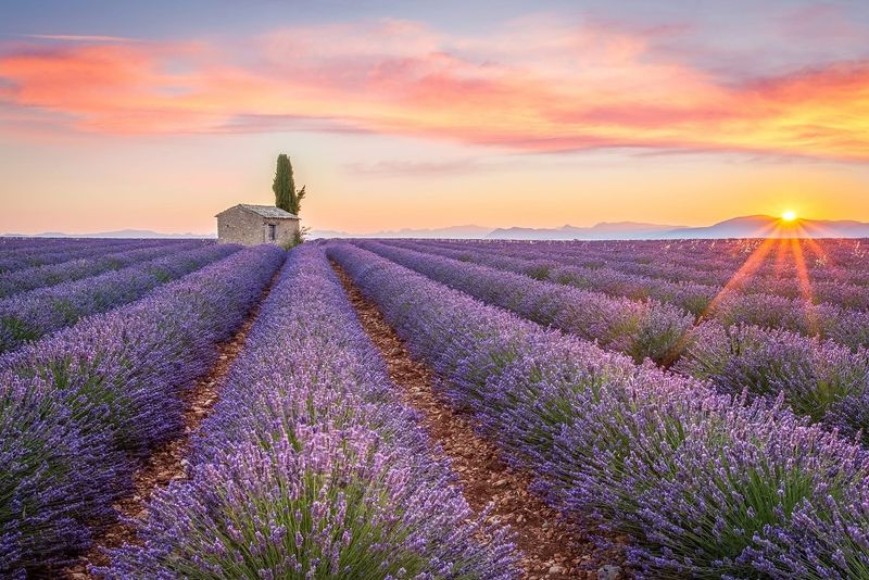Walk Through The Lavender Fields Of Provence, France