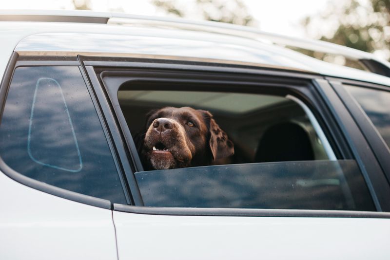 Assessing Your Pet's Travel Temperament